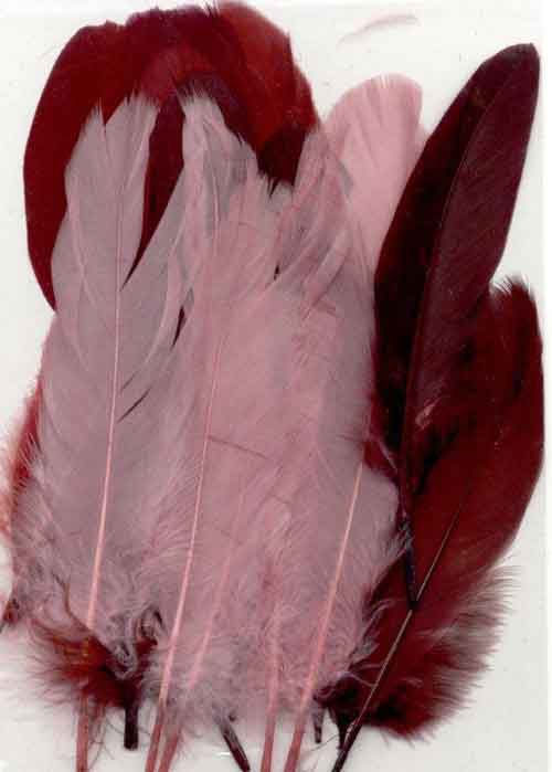 Feathers - Wine - 12,5-17,5cm - 15pcs